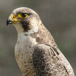 BB 08 0175 / Falco peregrinus / Vandrefalk